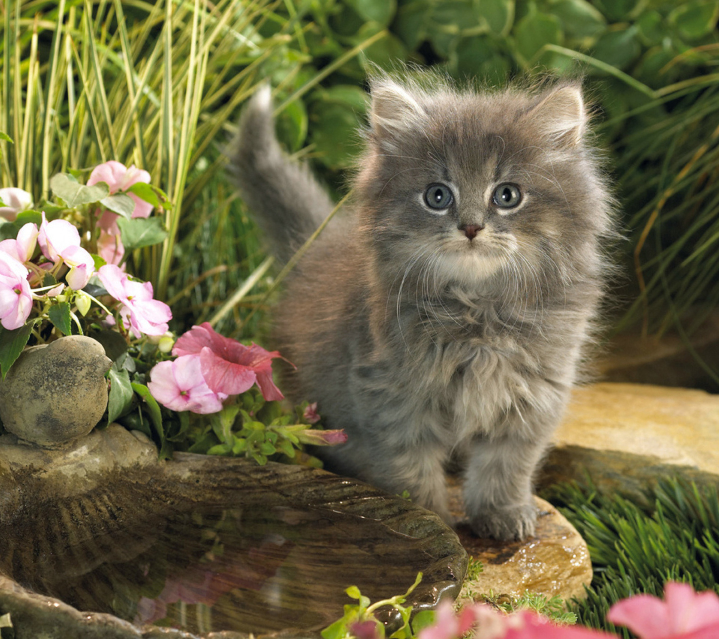 Screenshot №1 pro téma Cat In Garden 1440x1280