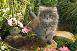 Cat In Garden - Obrázkek zdarma 