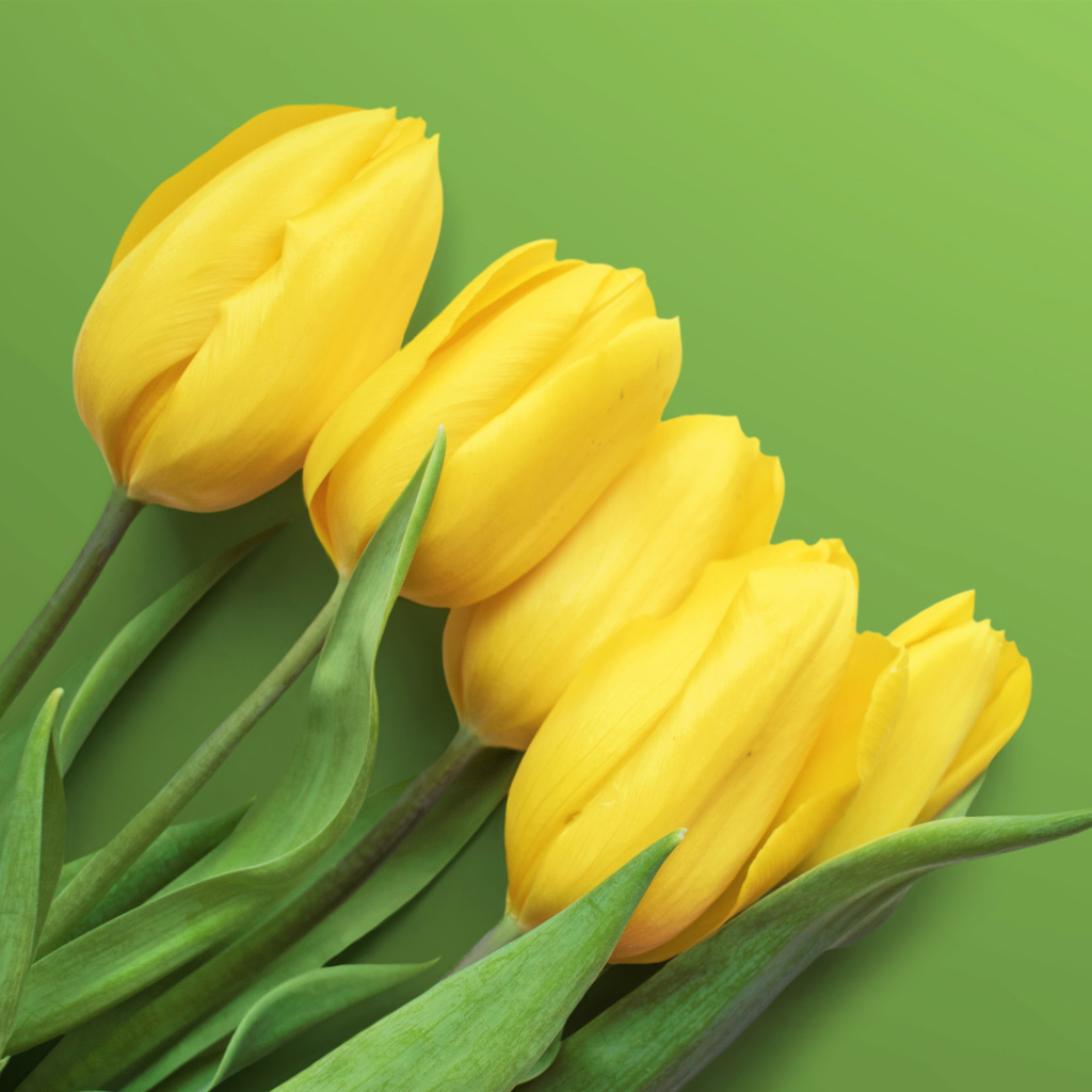 Обои Yellow Tulips 1024x1024