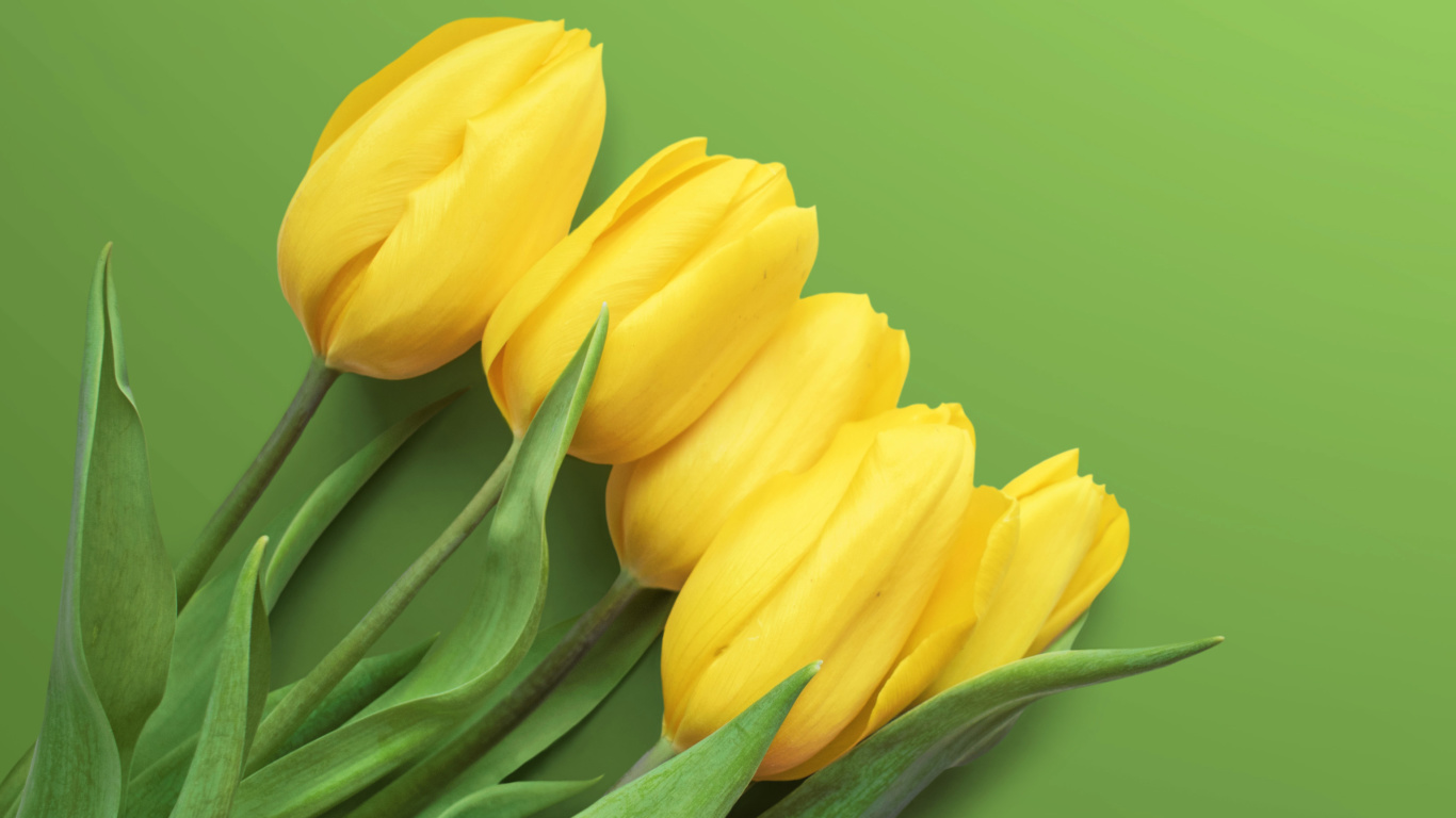 Обои Yellow Tulips 1366x768