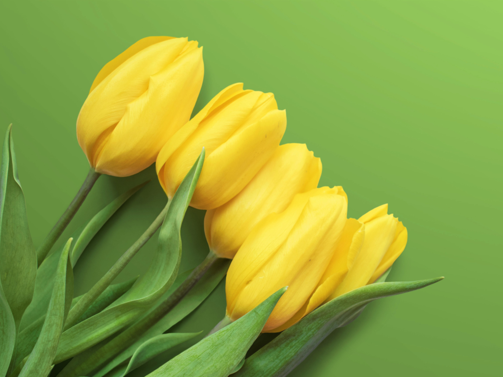 Yellow Tulips wallpaper 1600x1200