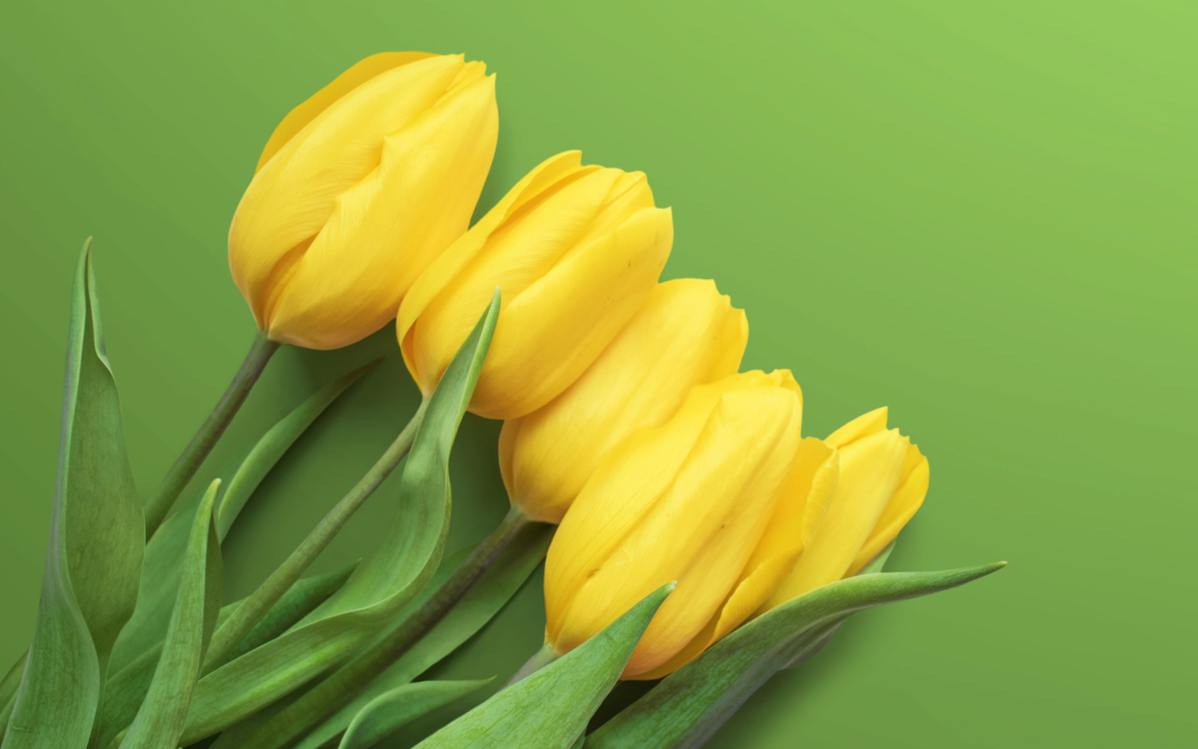 Screenshot №1 pro téma Yellow Tulips 1680x1050