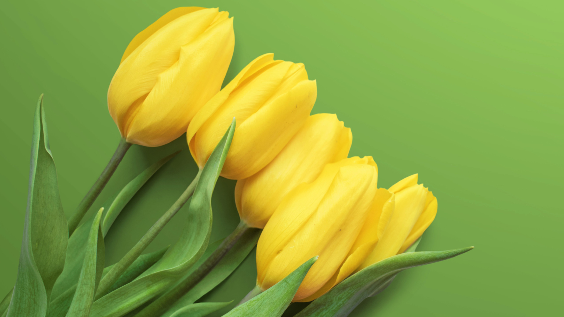 Yellow Tulips screenshot #1 1920x1080