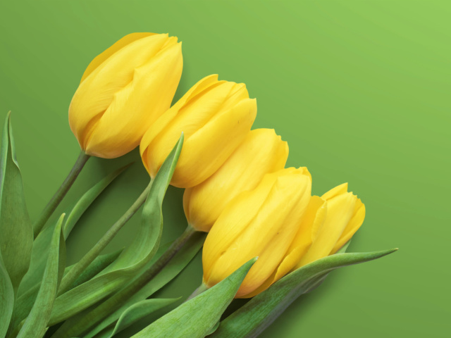 Das Yellow Tulips Wallpaper 640x480