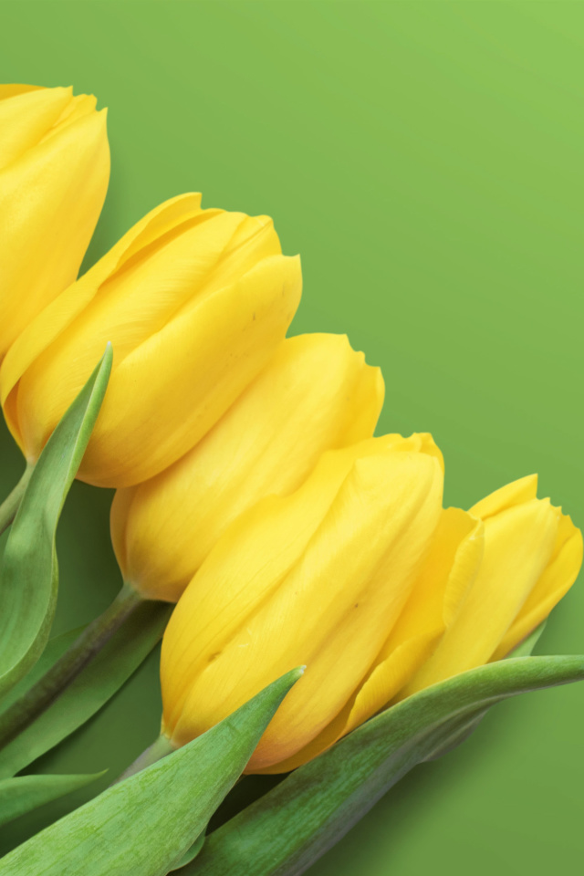 Das Yellow Tulips Wallpaper 640x960