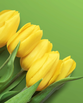 Yellow Tulips sfondi gratuiti per 640x1136