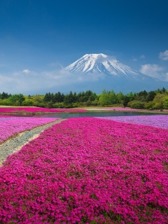 Japanese volcano in spring screenshot #1 240x320