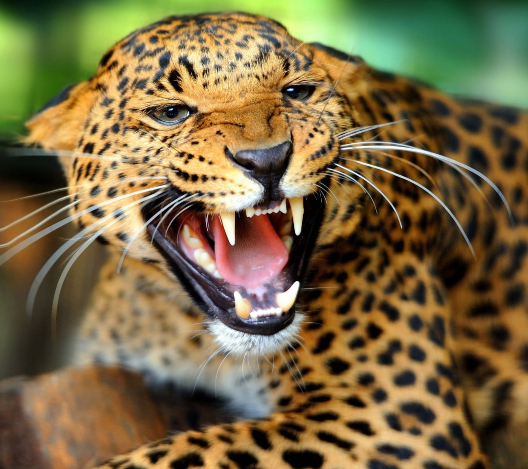 Fondo de pantalla Wild Leopard Showing Teeth 1080x960