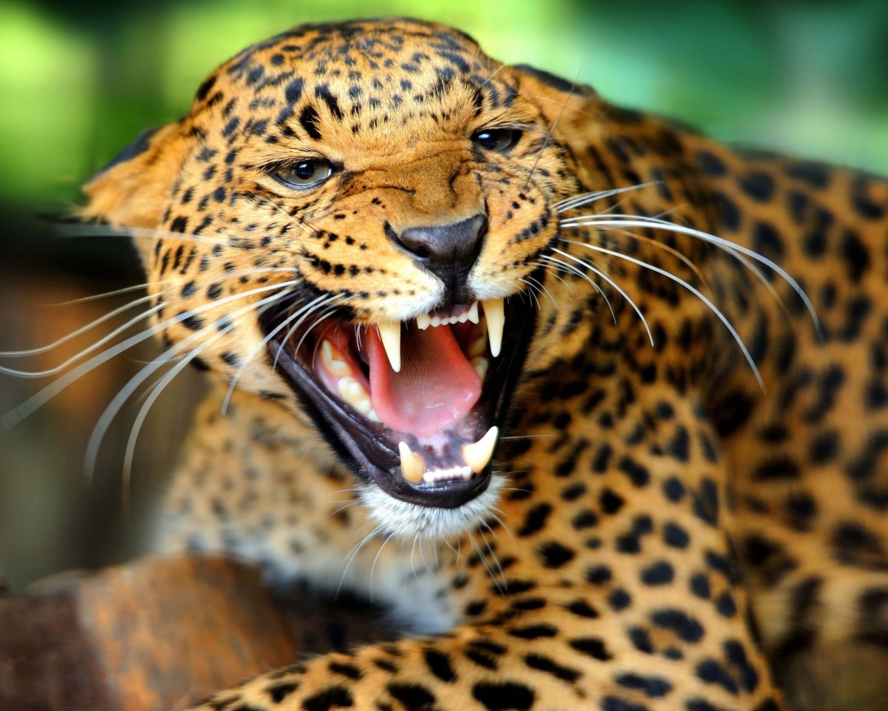 Fondo de pantalla Wild Leopard Showing Teeth 1280x1024