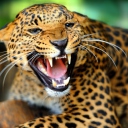 Screenshot №1 pro téma Wild Leopard Showing Teeth 128x128