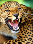 Das Wild Leopard Showing Teeth Wallpaper 132x176