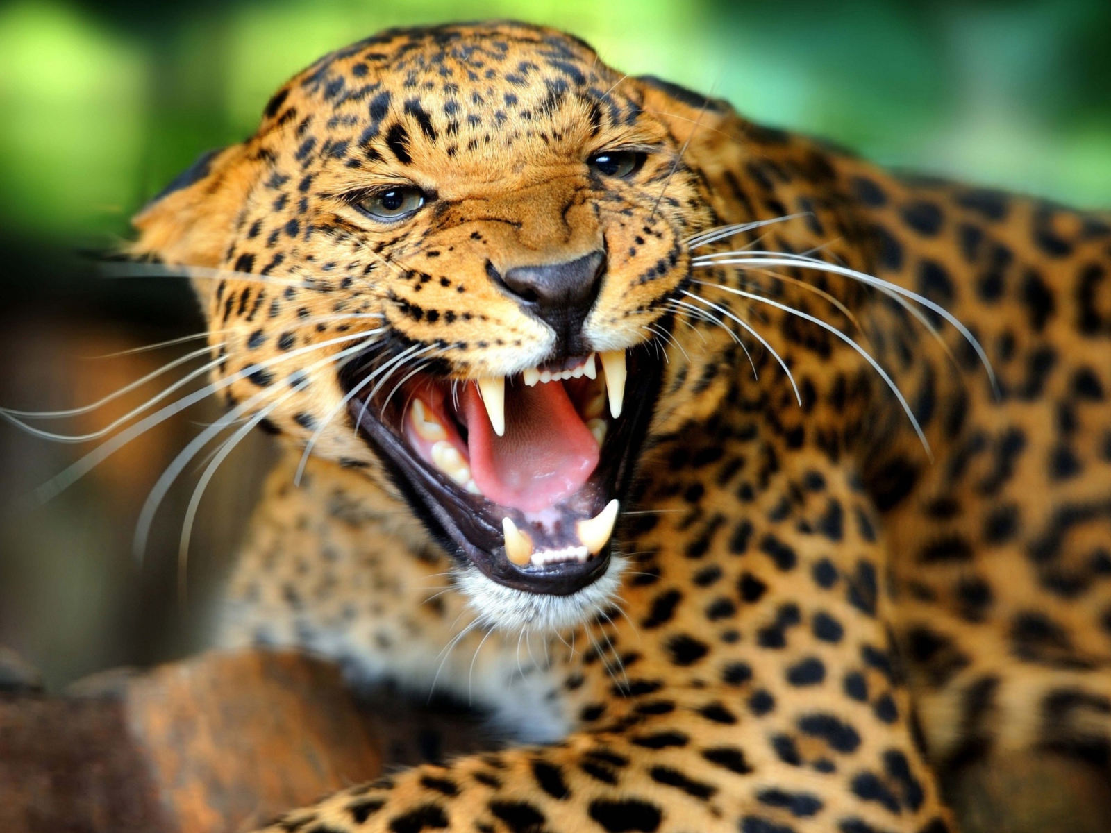Обои Wild Leopard Showing Teeth 1600x1200
