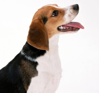 Kostenloses Artois Hound Dog Wallpaper für 128x128