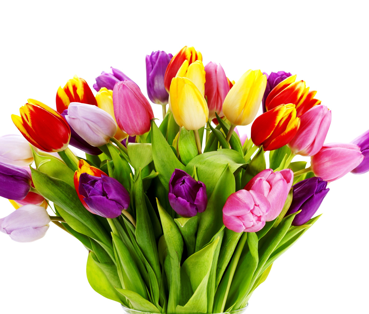 Tulips Bouquet screenshot #1 1200x1024