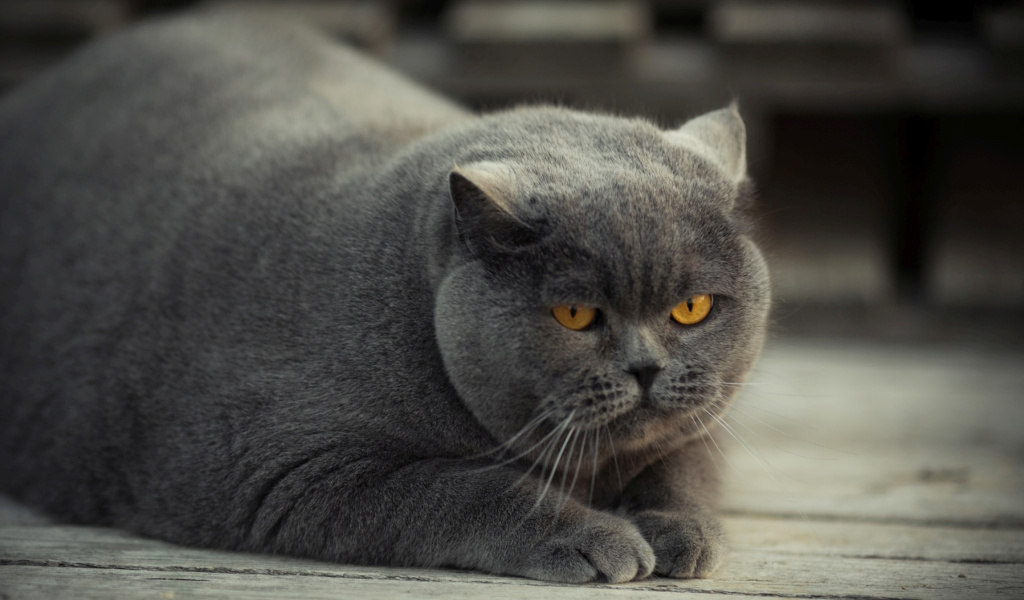 Sfondi Gray Fat Cat 1024x600