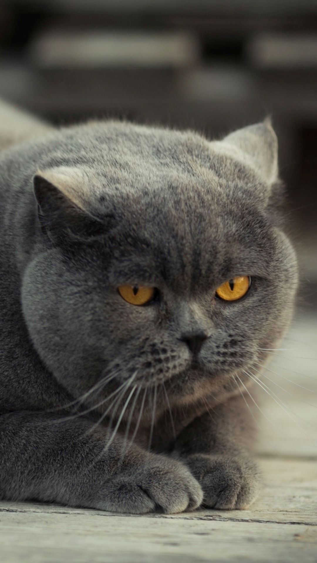 Screenshot №1 pro téma Gray Fat Cat 1080x1920
