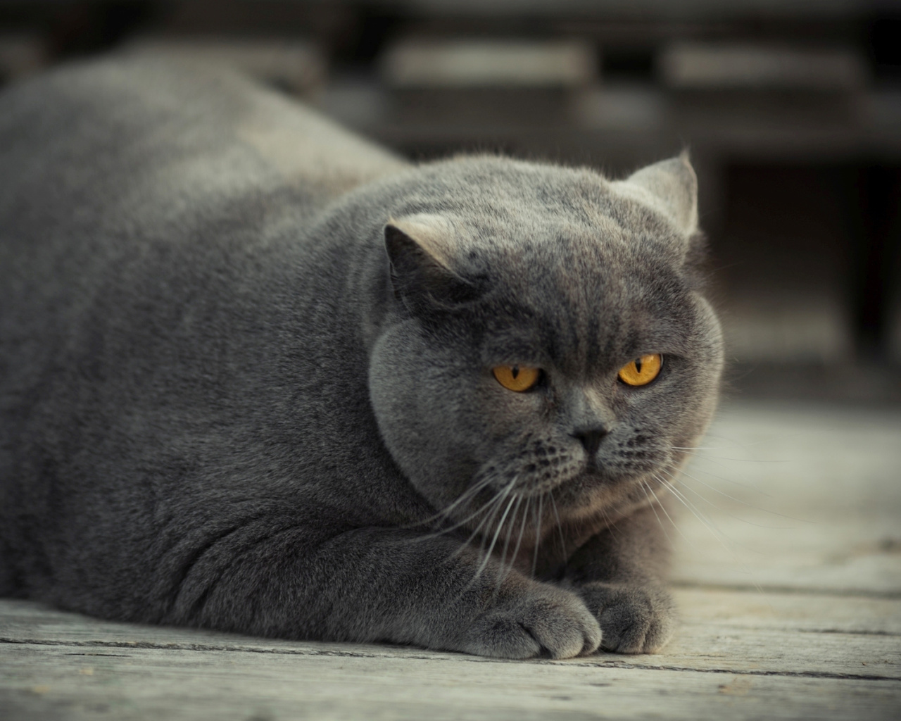 Gray Fat Cat screenshot #1 1280x1024