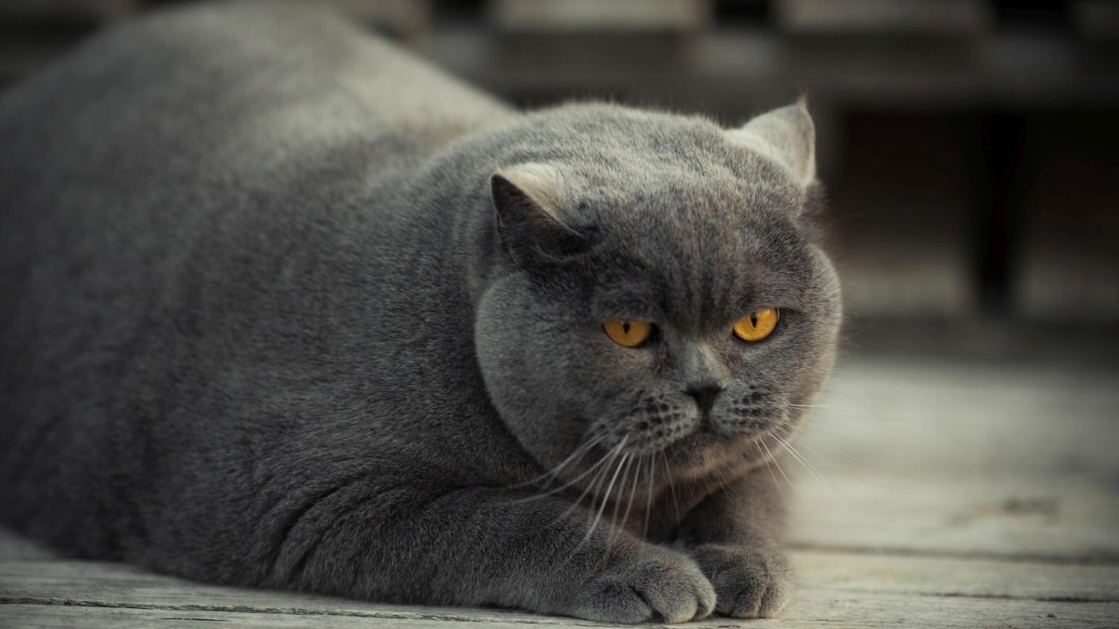Screenshot №1 pro téma Gray Fat Cat 1600x900