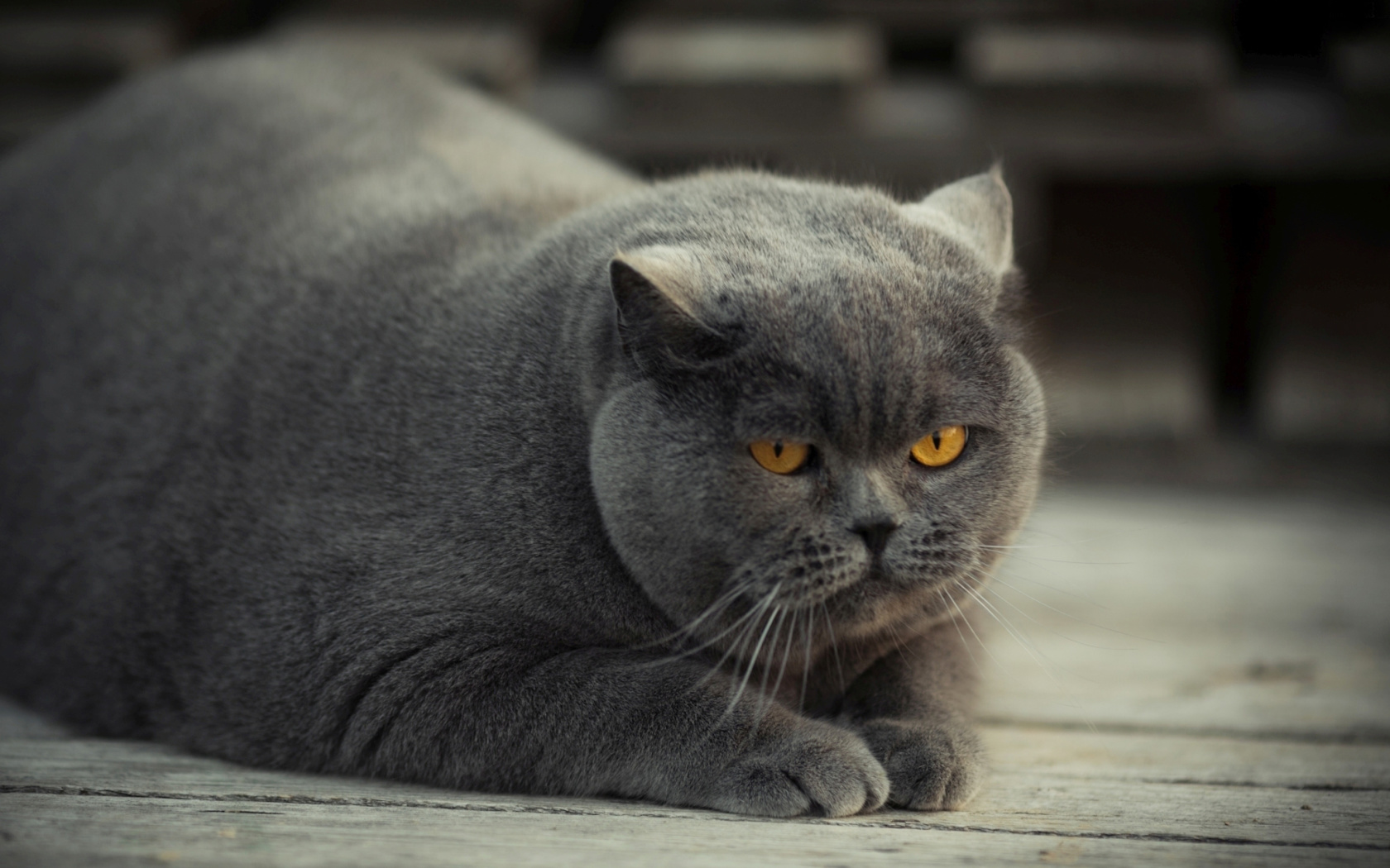 Gray Fat Cat screenshot #1 1680x1050