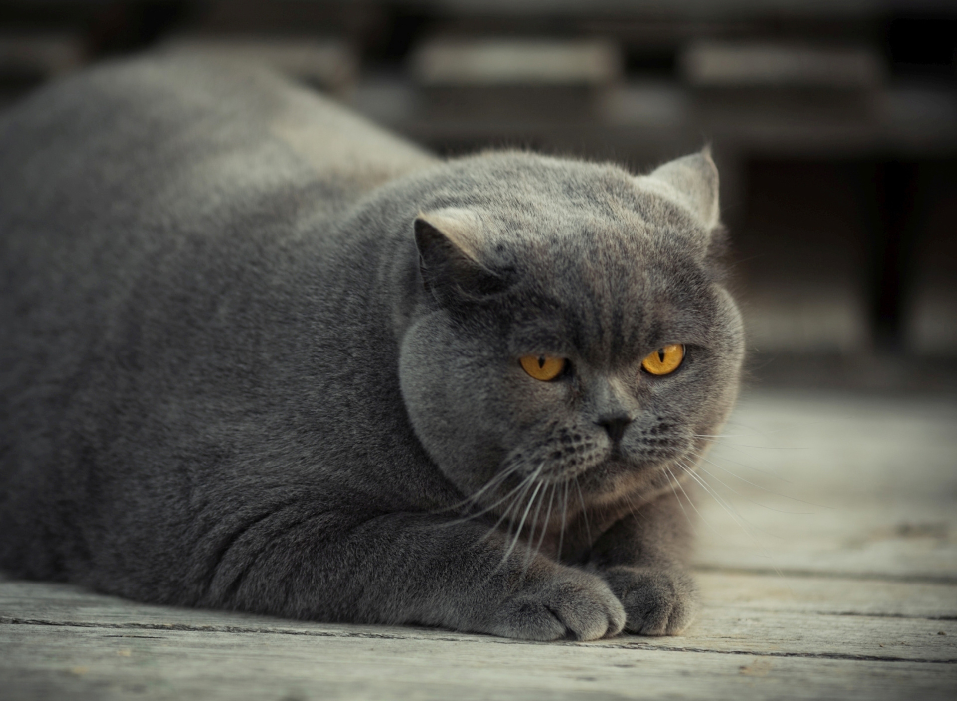 Sfondi Gray Fat Cat 1920x1408