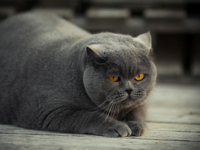 Sfondi Gray Fat Cat 640x480