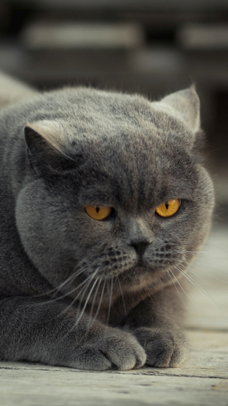Fondo de pantalla Gray Fat Cat 750x1334