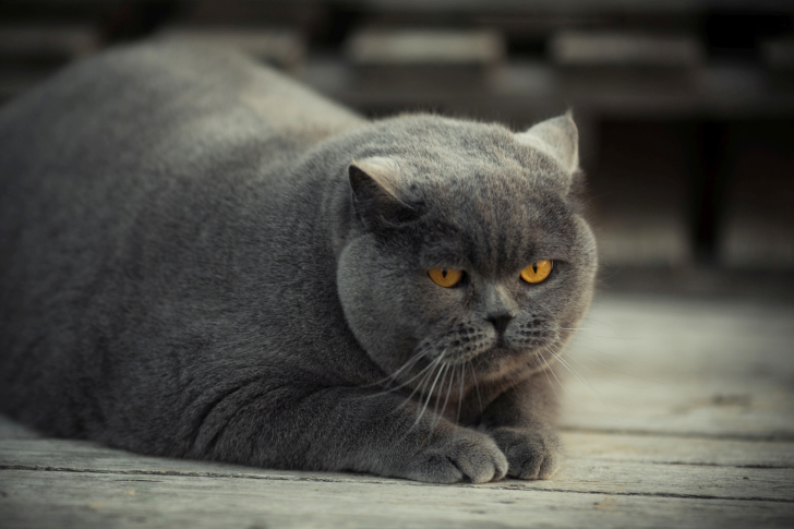 Screenshot №1 pro téma Gray Fat Cat