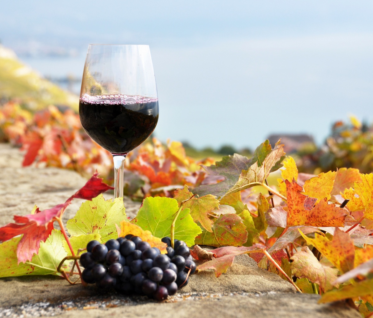 Fondo de pantalla Wine Test in Vineyards 1200x1024