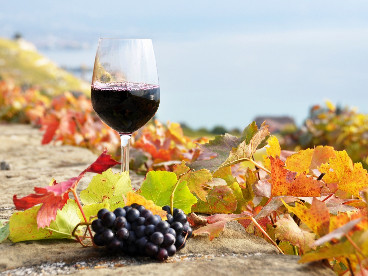 Fondo de pantalla Wine Test in Vineyards 1280x960