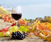 Обои Wine Test in Vineyards 176x144