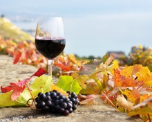 Fondo de pantalla Wine Test in Vineyards 220x176