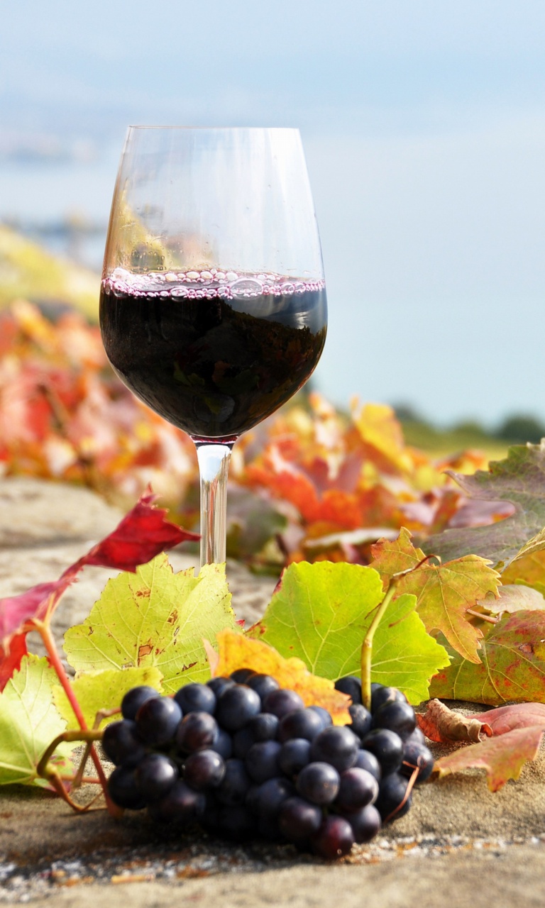 Sfondi Wine Test in Vineyards 768x1280