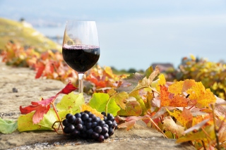 Wine Test in Vineyards Wallpaper for Android, iPhone and iPad