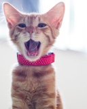 Cute Yawning Kitty wallpaper 128x160