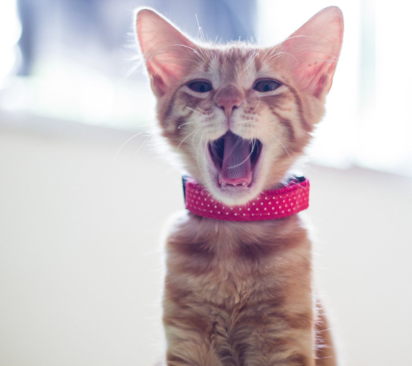 Fondo de pantalla Cute Yawning Kitty 1440x1280