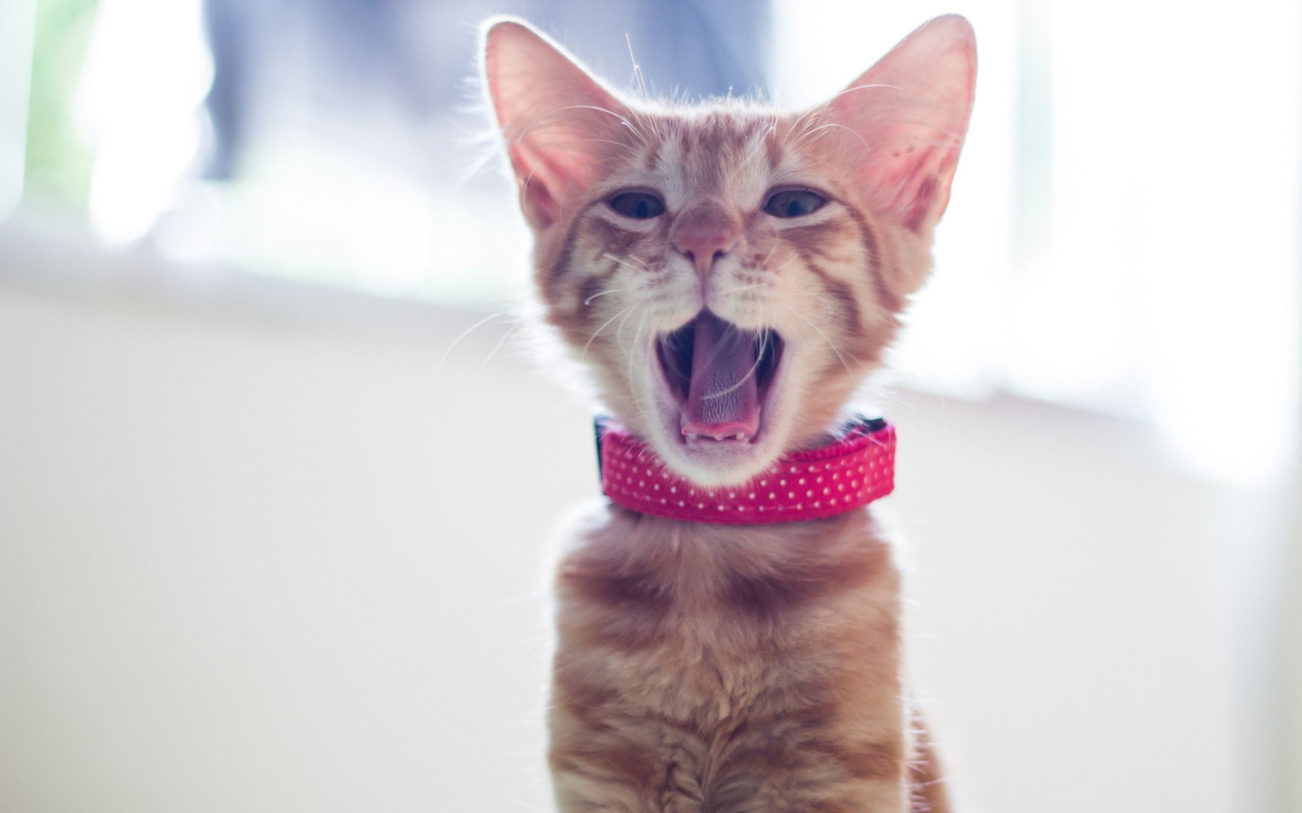 Screenshot №1 pro téma Cute Yawning Kitty 1440x900