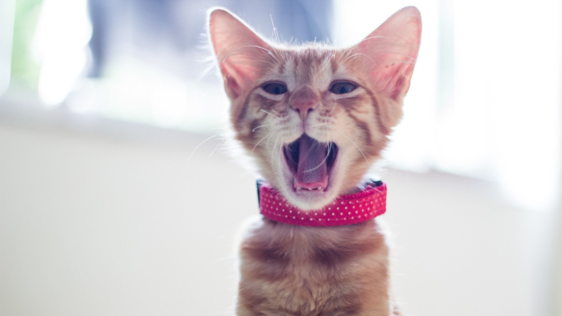 Screenshot №1 pro téma Cute Yawning Kitty 1920x1080