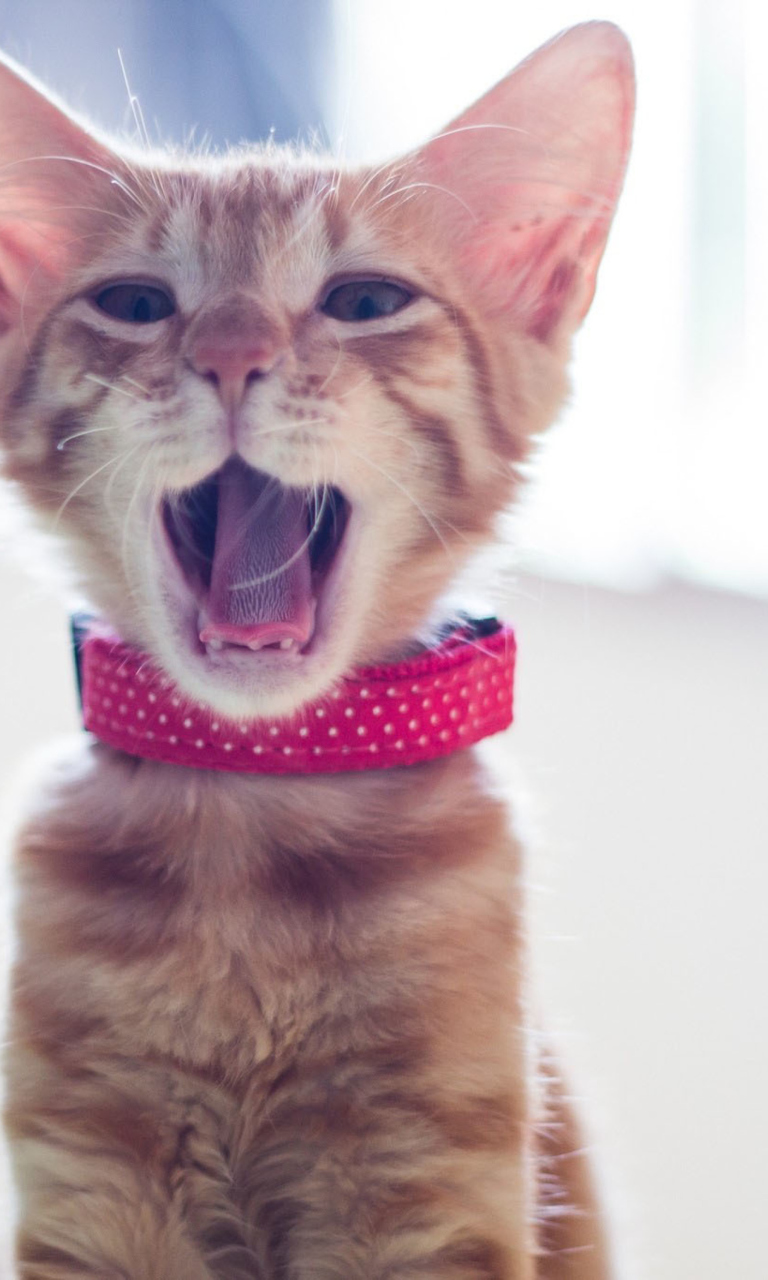 Das Cute Yawning Kitty Wallpaper 768x1280