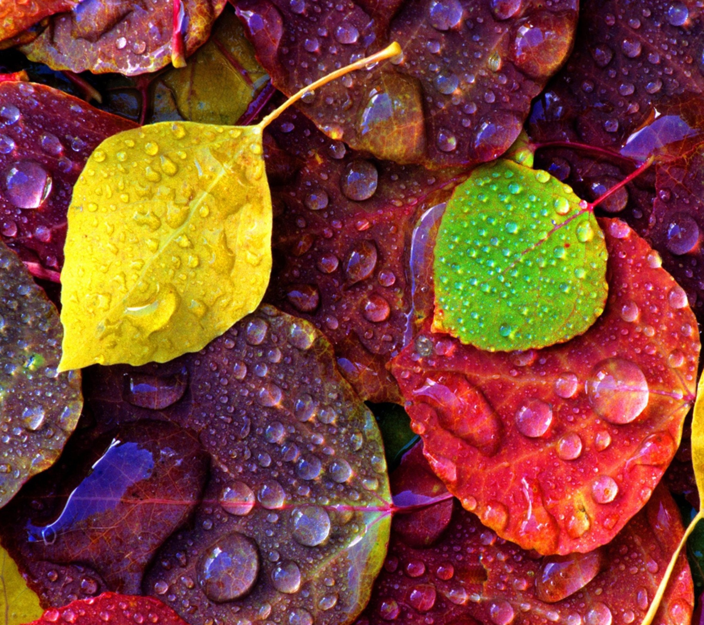 Screenshot №1 pro téma Colorful Leaves 1440x1280