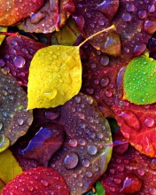 Screenshot №1 pro téma Colorful Leaves 176x220