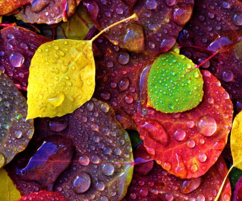 Fondo de pantalla Colorful Leaves 480x400