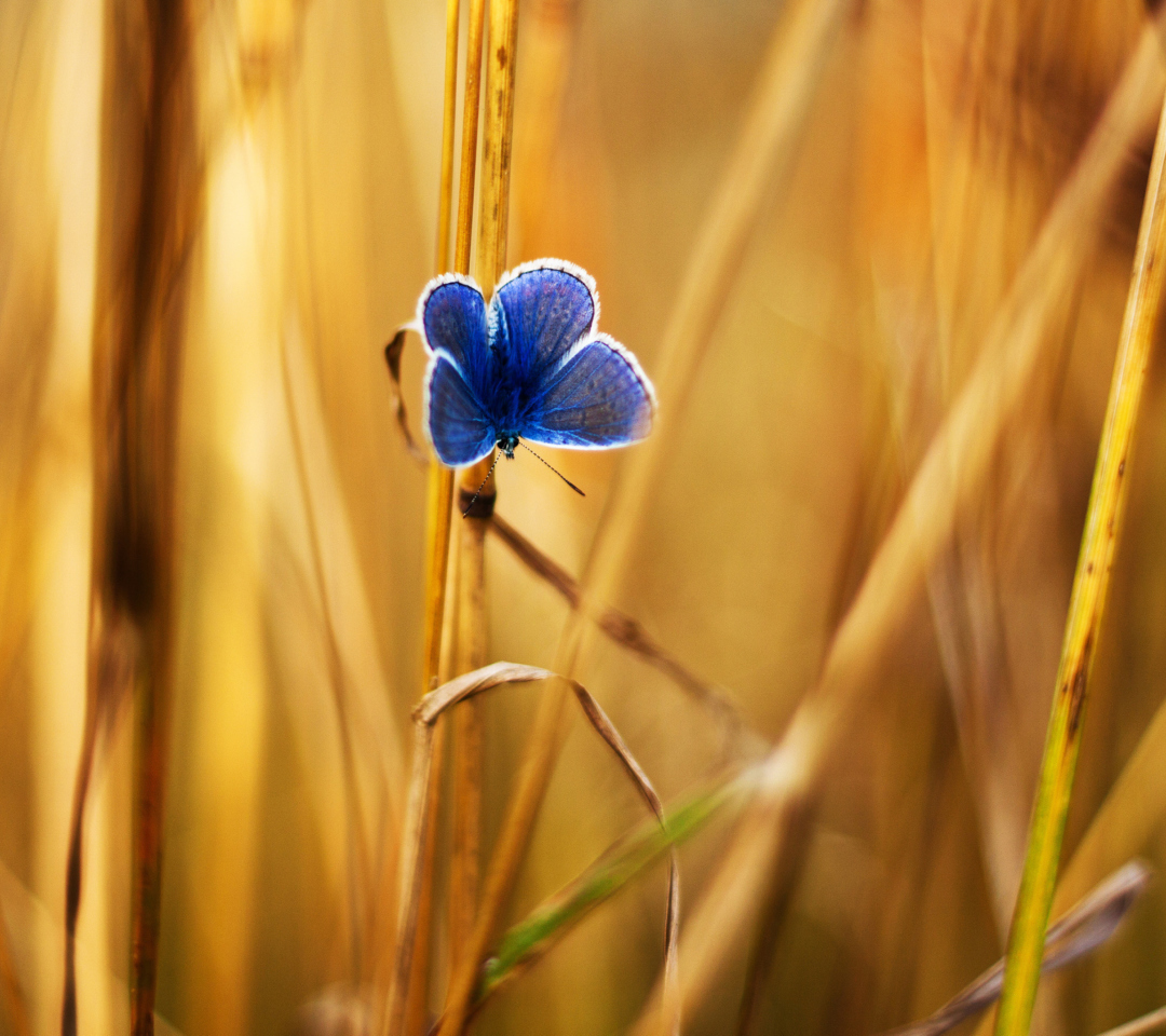 Das Blue Butterfly In Autumn Field Wallpaper 1080x960