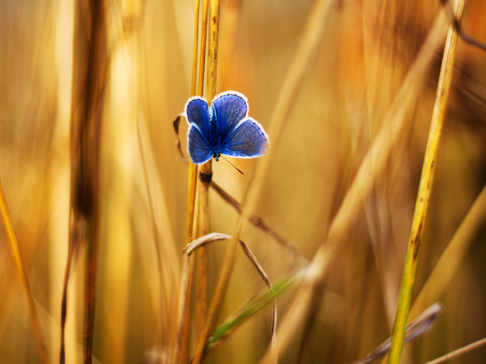 Обои Blue Butterfly In Autumn Field 1600x1200