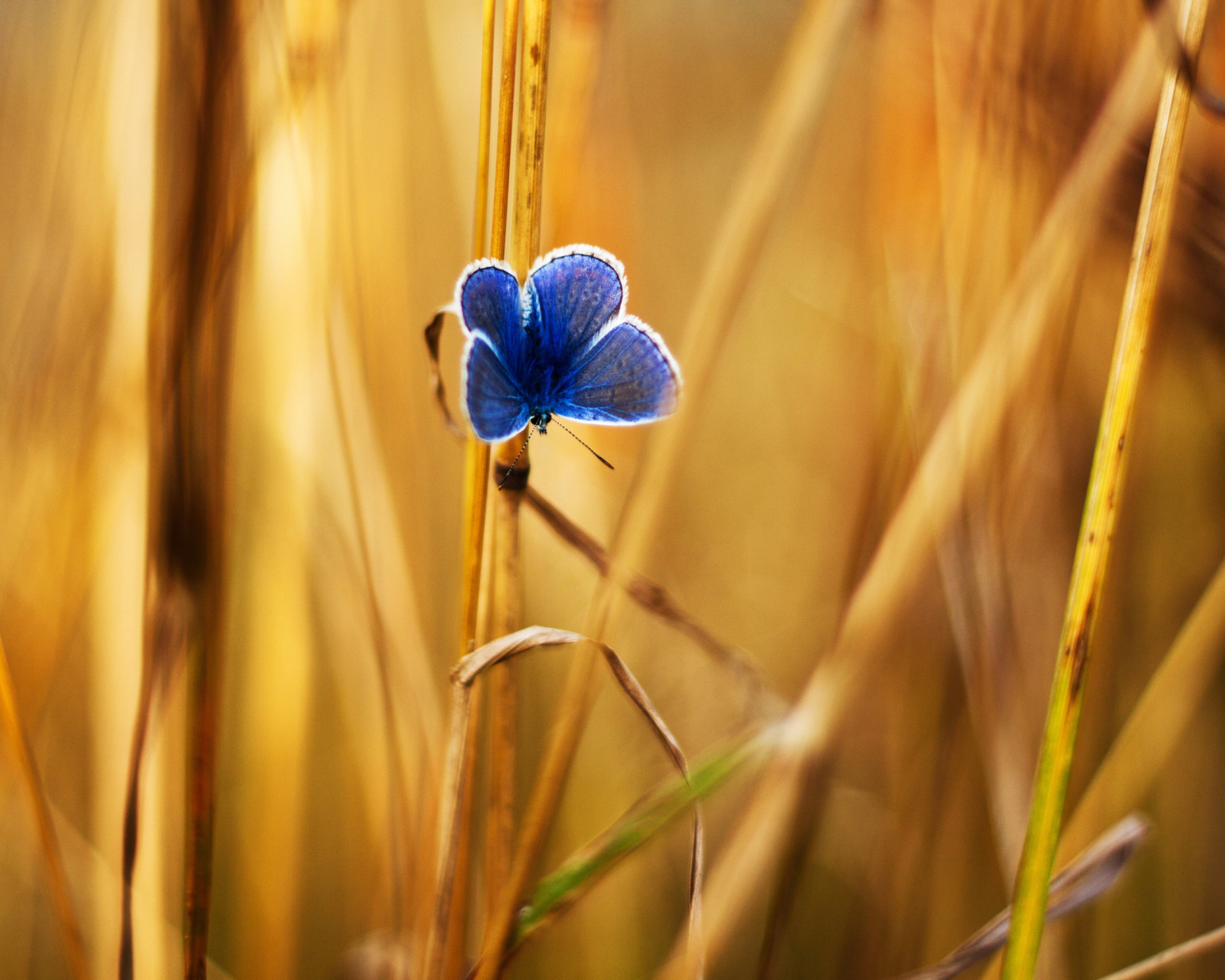 Screenshot №1 pro téma Blue Butterfly In Autumn Field 1600x1280