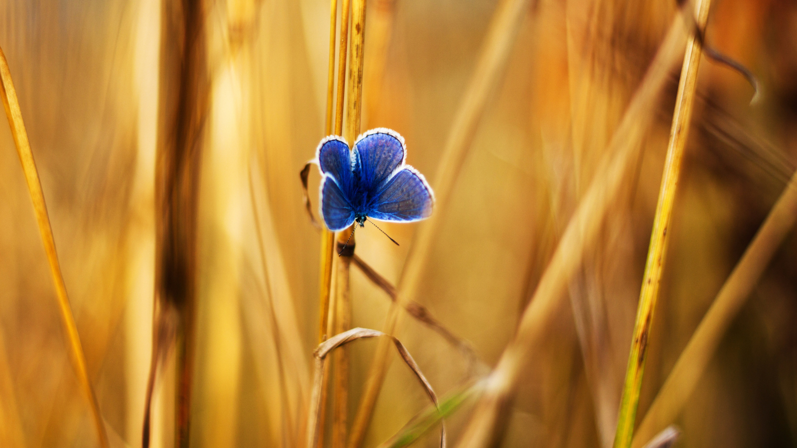 Blue Butterfly In Autumn Field screenshot #1 1600x900
