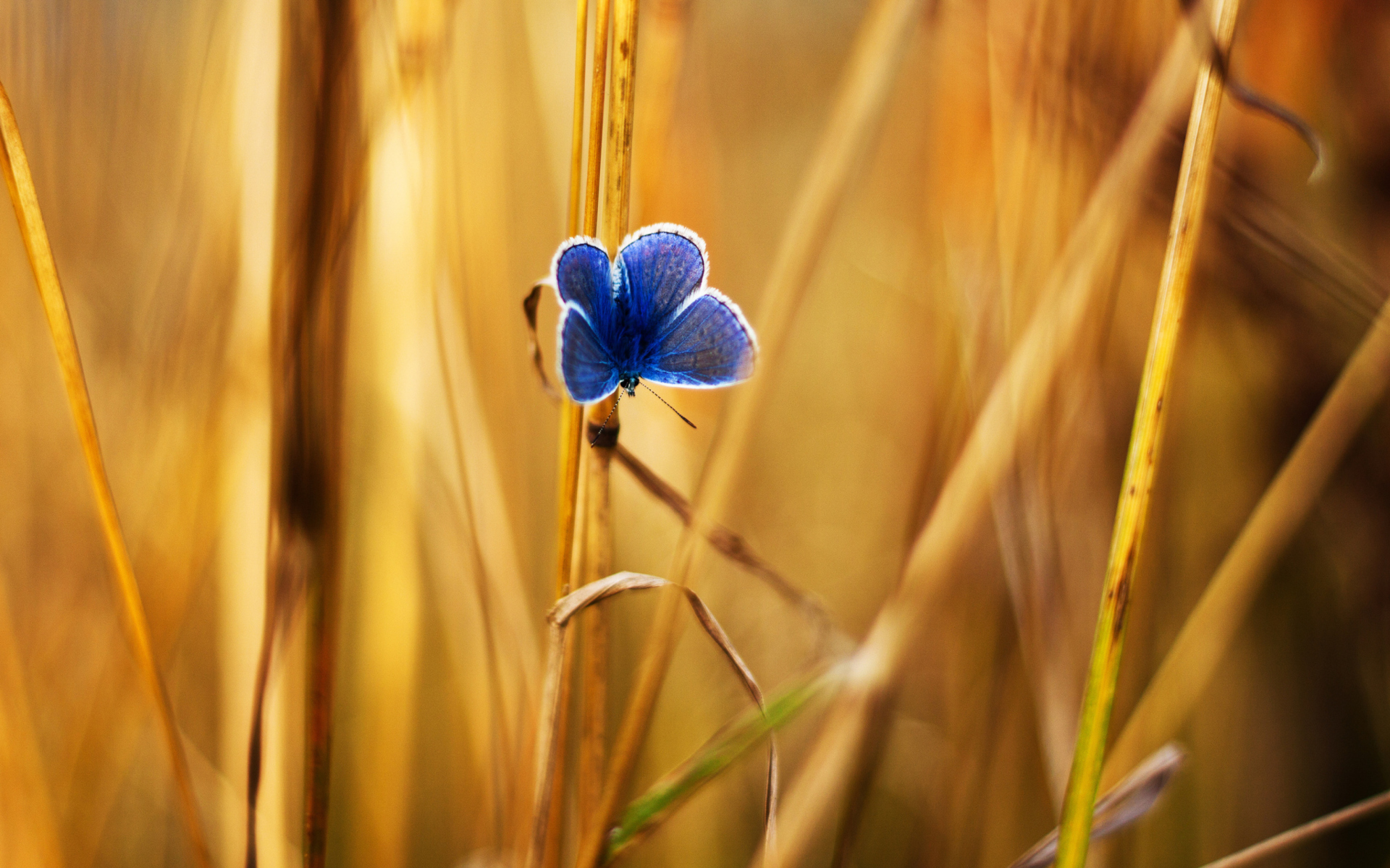 Обои Blue Butterfly In Autumn Field 1920x1200