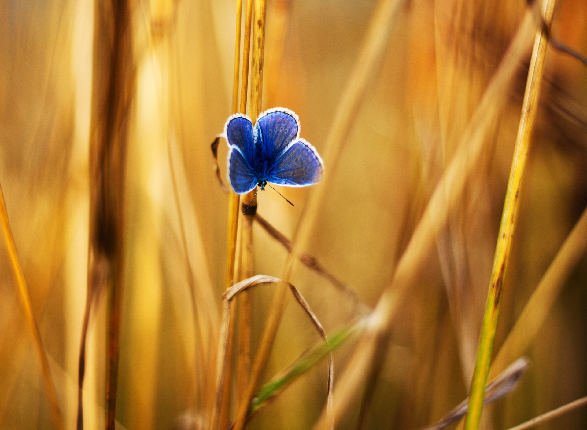 Sfondi Blue Butterfly In Autumn Field 1920x1408
