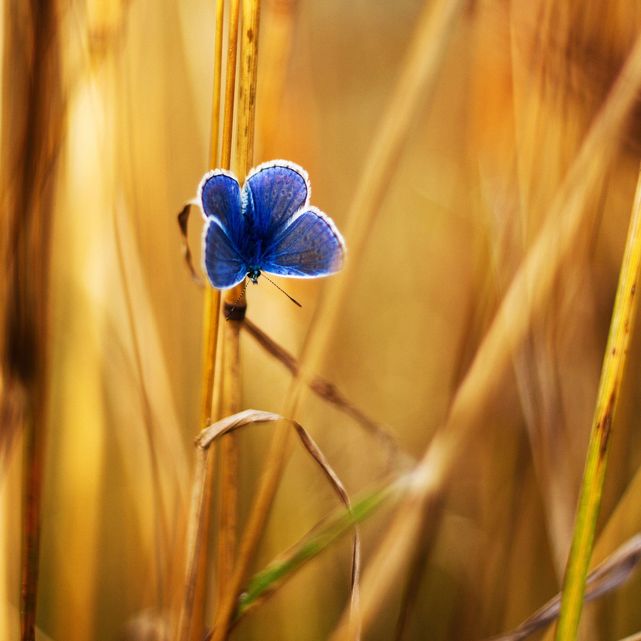 Sfondi Blue Butterfly In Autumn Field 2048x2048