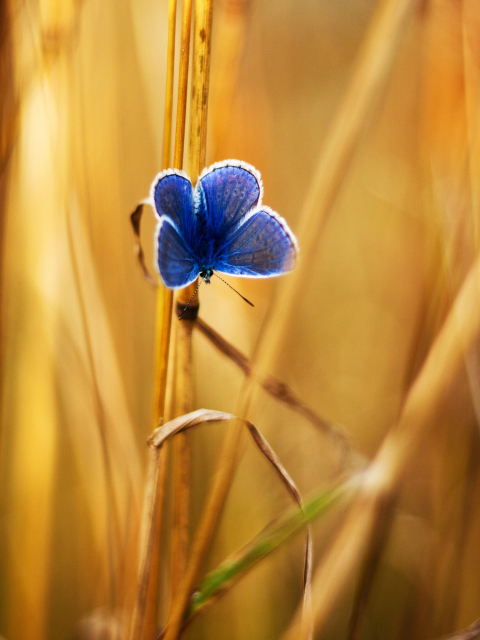 Sfondi Blue Butterfly In Autumn Field 480x640