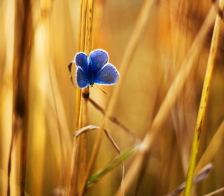 Blue Butterfly In Autumn Field - Obrázkek zdarma pro 1024x1024
